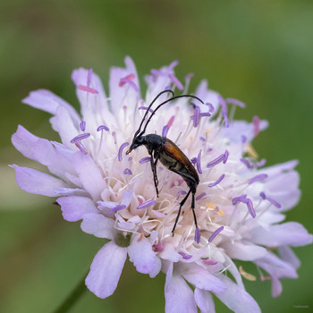 &nbsp; / Усач (Cerambycidae) на короставнике полевом