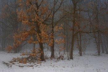 Зима / Туманное утро