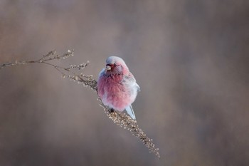 Урагус - зимний цветок Сибири&quot; / Урагус является аборигеном Сибири. Живет урагус у нас все время – зимой и летом. Для летнего местопребывания выбирает пойменный кустарник у берега реки. Урагус считается одним из лучших певцов среди зерноядных птиц. Глухих лесов он избегает. Для этого у него есть все основания. Собирать семена трав по опушкам гораздо легче. Да и корма на освещенных солнцем местах всегда больше. Зимой же урагус держится по перелескам, где возделанные поля перемежаются с кустарником. Любимое блюдо - семена полыни.
Эта пичуга все время в движении. А придет ночь, юркие пташки сложат свои усталые крылышки и присядут рядом, тут же на ветке, подремать. Ночь-то долгая, и тепло беречь надо. Распушив пух и раздув перья, птица как бы образуют воздушную подушку, задерживающую утечку тепла.
У урагуса очень общительный характер, одиночества он не выносит. И доверчив – подпускает к себе вплотную. Не считает человек своим врагом.