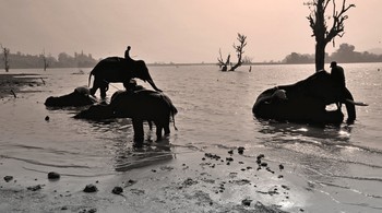 Утренняя помывка слонов / Утренняя помывка слонам нравится
https://youtu.be/9YrpNHdEKoA