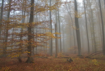 Осень еще придет... / Утро в осеннем лесу.