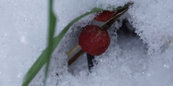 Под снегом / Снег выпадает,тает и снова выпадает...