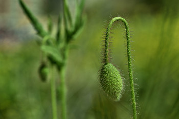 &nbsp; / Esperando la explosión de esta flor.