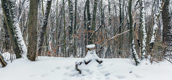 Зима в лесу.... / Зимний лес зимним утром. Пасмурным утром в лесу. Пень в снегу между деревьями. Заснеженный лес когда прошел снег. Деревья занесенные снегом.. За пригорком в лесу. И оставшаяся листва на ветвях..