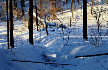 &nbsp; / лесной овраг