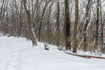 У тропы.. / Зимний лес утром. Когда выпал снег. Дорога слева вдаль, мимо пня с шапкой из снега.. Занесено снегом. Зимним утром в глубине леса. Заснеженные деревья в лесу.