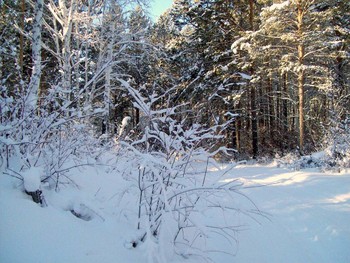 Зимний лес / Иркутская область