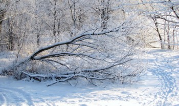 Дерево в инее. / Зимний пейзаж.