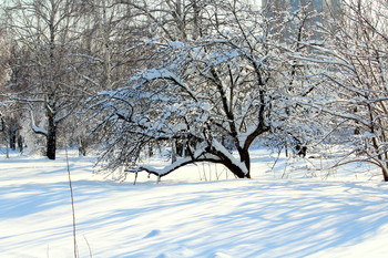 Дерево! / Зимний ,солнечный день!
