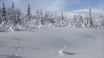 елки-палки / солнечно