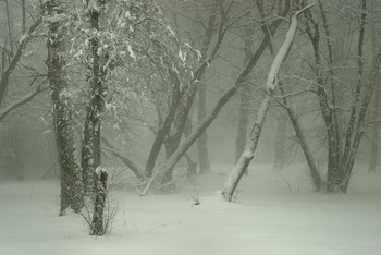 Туманное утро / Зимняя роща