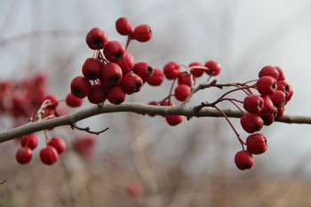 ягоды / ягоды