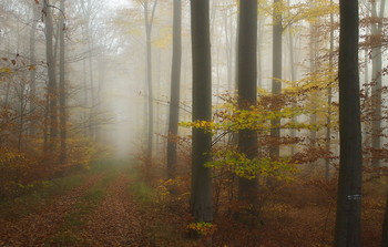 Возвращение в осень.. / Осеннее утро в лесу .