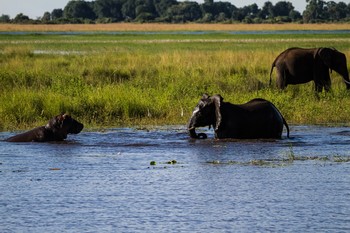 &nbsp; / aufgenommen am Chobe River, Botswana Afrika