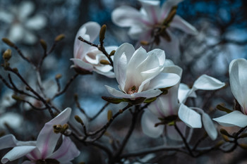  / El jardín en esplendor.
