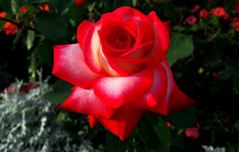 Роза к 8 Марта / Поздравляю с праздником весны всех милых дам! Желаю творческих успехов, позитивного настроения, почаще красивых моментов!