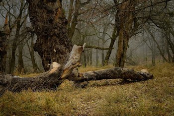 В заброшенном парке / Старое поместье