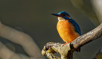 Kingfisher in the sunlight / The kingfisher is the only species of the kingfisher family found in Central Europe. It inhabits large parts of Europe, Asia and western North Africa and lives in moderately fast-flowing or stagnant, clear waters with small fish and perching areas. Its diet consists of fish, aquatic insects, small crustaceans and tadpoles. The population has rebounded in recent years and the species is currently classified as depleted in Europe, but as low threat throughout its range. The Kingfisher was Bird of the Year in Germany in 1973 and 2009, in the Czech Republic in 2000, in Belgium in 2005, in Switzerland in 2006, in Austria in 2009 and in Slovakia in 2011.
Wikipedia