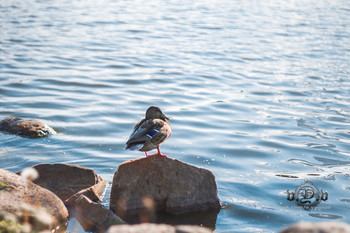 лето / https://vk.com/e.vaguro

https://www.instagram.com/vaguro_v_u_v/

https://web.facebook.com/evgeniy.vagouro

https://www.pexels.com/ru-ru/@10472344