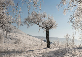 В нежном инее. / То тепло, то легкий морозец, и деревья покрываются легким кружевом!