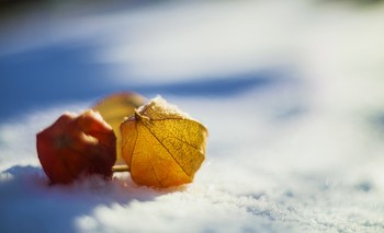 Пережившие зиму / Физалис