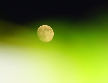 Вечереет... Луна / Луна заблудилась в зелёных ветках дерева...- Снимок со вспышкой