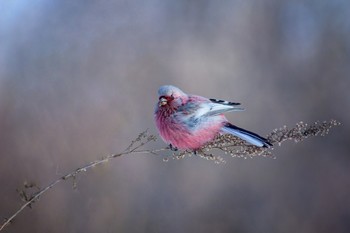 Урагус - зимний цветок&quot; / https://www.youtube.com/watch?v=AnAS7VodcIM