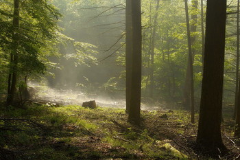 Весне навстречу / Весеннее утро в лесу . Зарисовка .