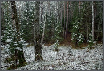 &nbsp; / Первый снег в лесу