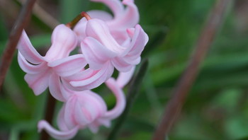 Гиацинт / Простой розовый гиацинт смело распускается с ранними цветами