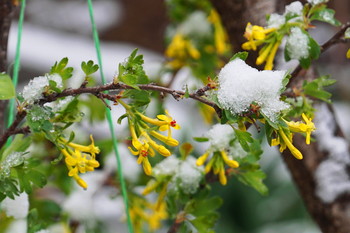 Чёрная смородина / Декоративная чёрная смородина -украшение любого сада.Она распускается раньше всех.Почти каждый год попадает под снег,под град. Отряхивается и плодоносит дальше.Её цветы с красной и жёлтой серединкой благоухают,удлинённые блестящие ягоды очень красивы и долго сохраняются на кусте...Кушайте,на здоровье!!!