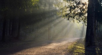 В утреннем свете......... / Петербург. Шуваловский парк. Май