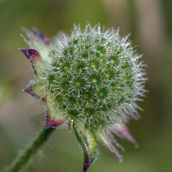 Росисто... / Короставник полевой (Knautia arvensis)