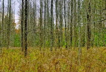 spooky forest / Ontario, Canada