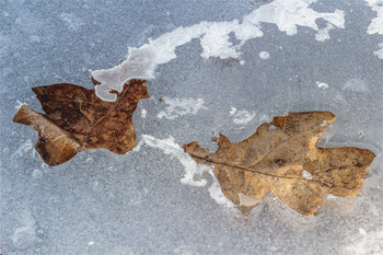 Заливное от шеф-повара природы.. / Листья дубовые. Заморожены во льду ранним утром в марте.. Природа утром, март начало.. Когда зима еще не отдает свое.. Морозным утром в начале марта.
