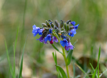 &nbsp; / Медуница (Pulmonaria)