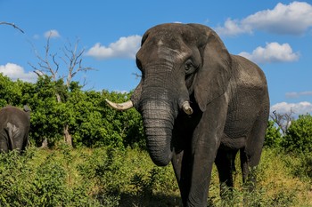 &nbsp; / aufgenommen im Chobe Nationalpark, Botswana