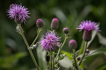 &nbsp; / Thistle