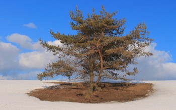 тает снег..... / тает снег