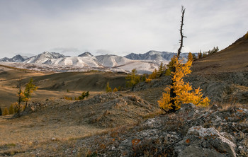 Алтайская осень. / Редкие лиственницы на склонах напоминали что это осень...