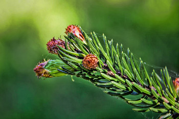 &nbsp; / Larch tree neddles