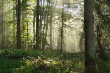 Утренняя свежесть / В туманной дымке просыпается весенний лес .Зарисовка .
