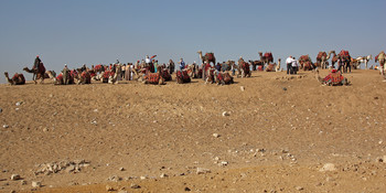 Тоже транспорт / Стоянка верблюдов, для желающих прокатиться по просторам Гизы.