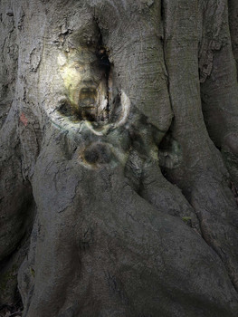  / Im Wald
