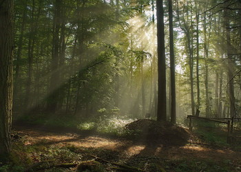 Весенние лучи / Утро в весеннем лесу.