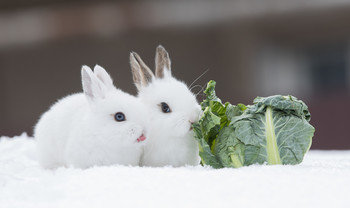 Братцы-кролики / снег
