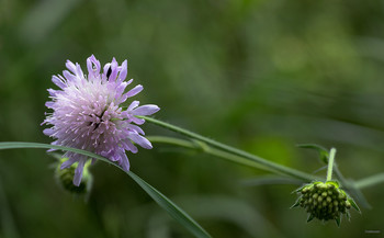 &nbsp; / Короставник полевой (Knautia arvensis)