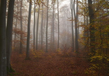 Где прячутся туманы .. / Осеннее туманное утро в лесу . Зарисовка .