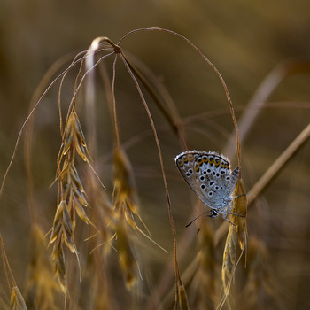 Голубянка / бабочка