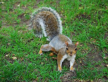 Я красивая? / Белка.